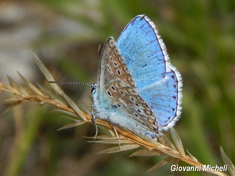 E questo Lycaenidae chi ? Polyommatus icarus